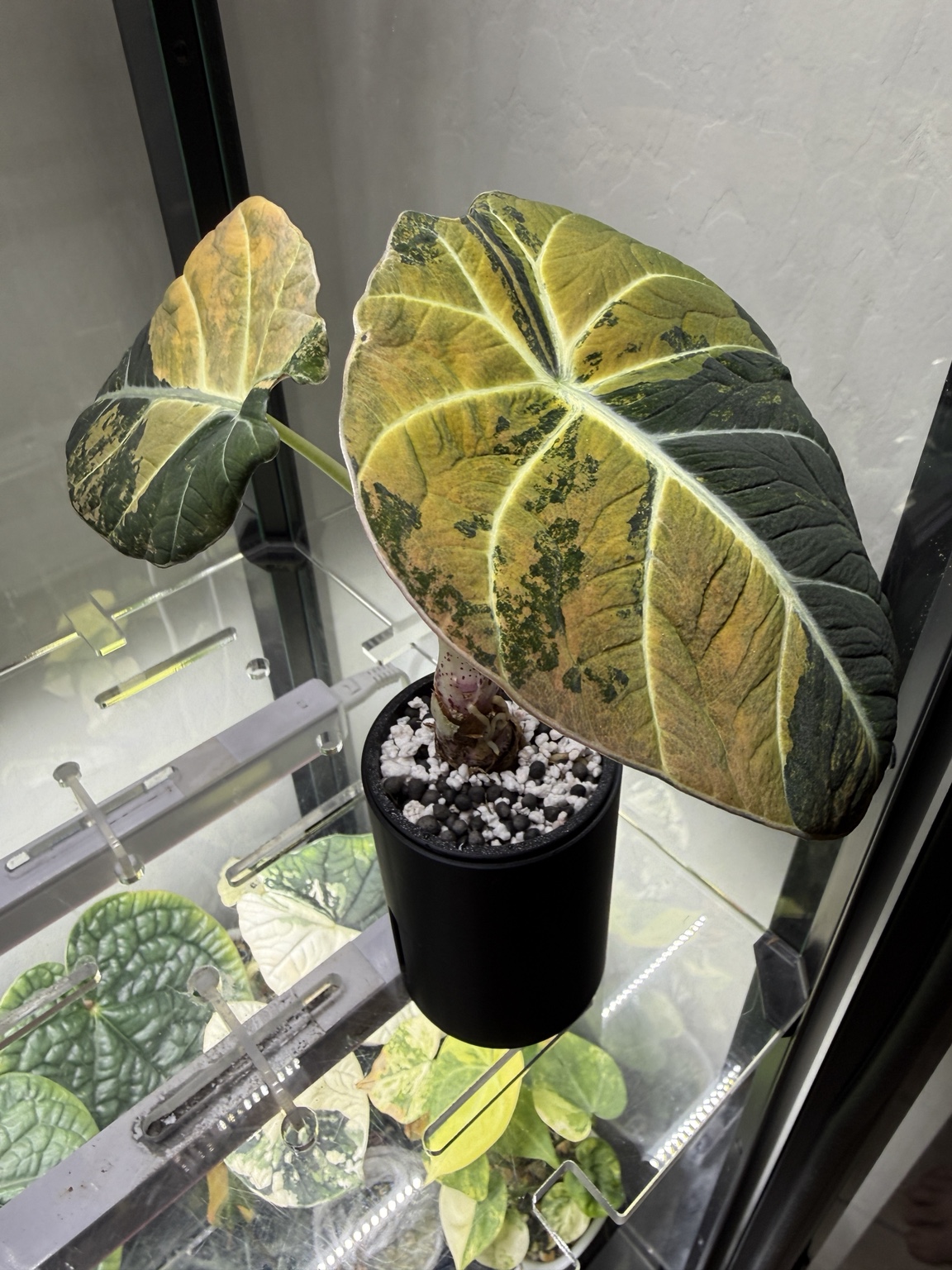 Variegated Black Velvet Gold alocasia